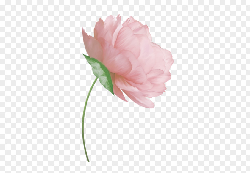 Flower Cut Flowers Tulip Peony Floral Design PNG
