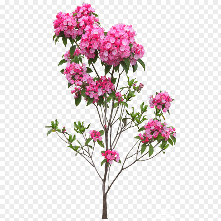 Flower Flowerpot Tree PNG