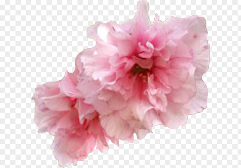 Flower Garden Roses Cherry Blossom Clip Art PNG