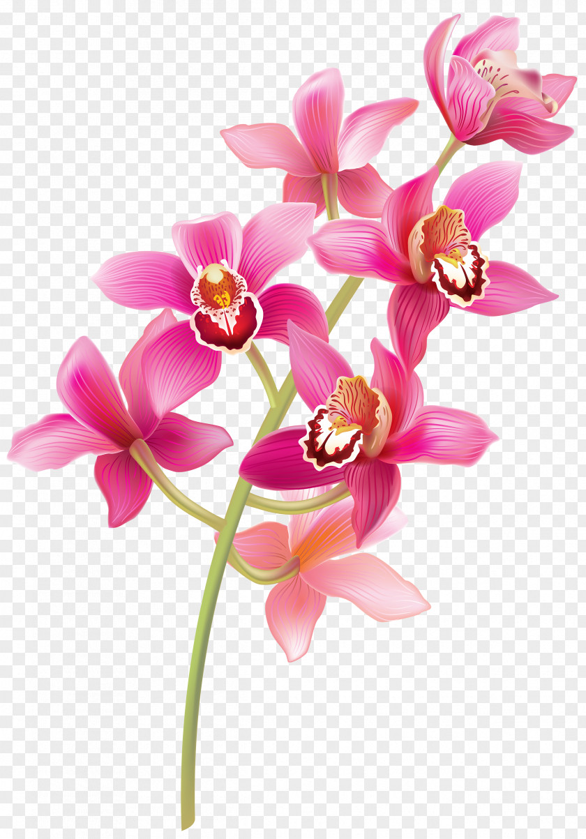 Orchid How To Grow Orchids Clip Art PNG