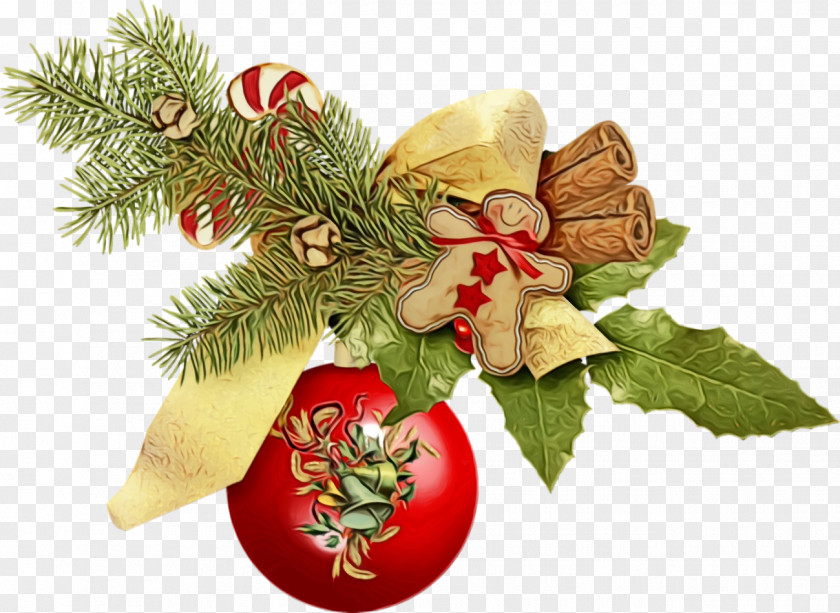 Pine Family Conifer Christmas Decoration PNG