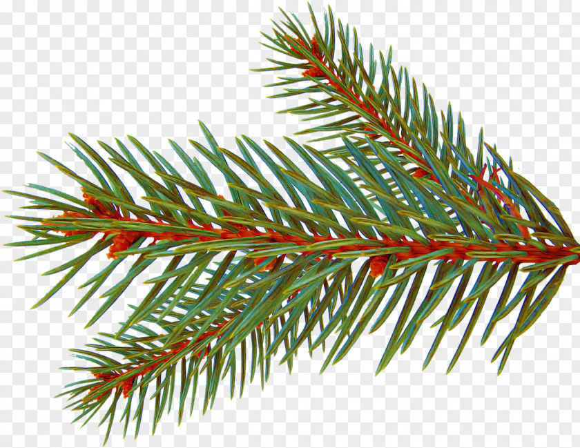 Shortleaf Black Spruce Columbian Balsam Fir Yellow Colorado PNG