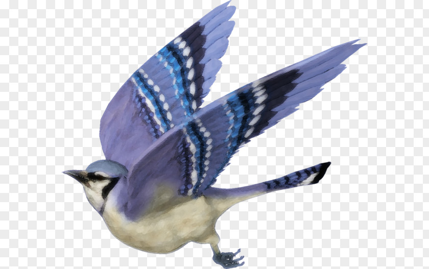 Bird Blue Jay Clip Art Image PNG