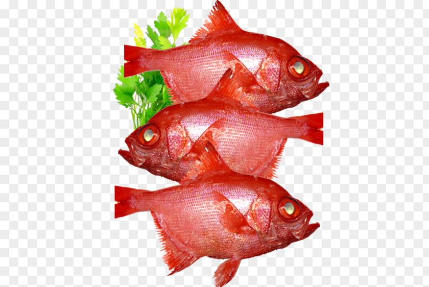 Fish Northern Red Snapper Products Blue Grenadier Fillet PNG