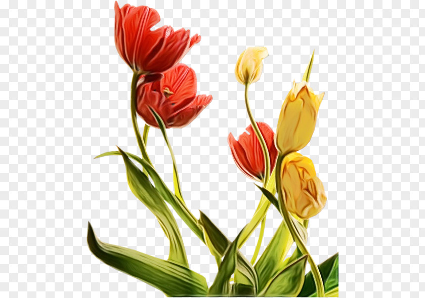 Flower Plant Tulip Petal Cut Flowers PNG