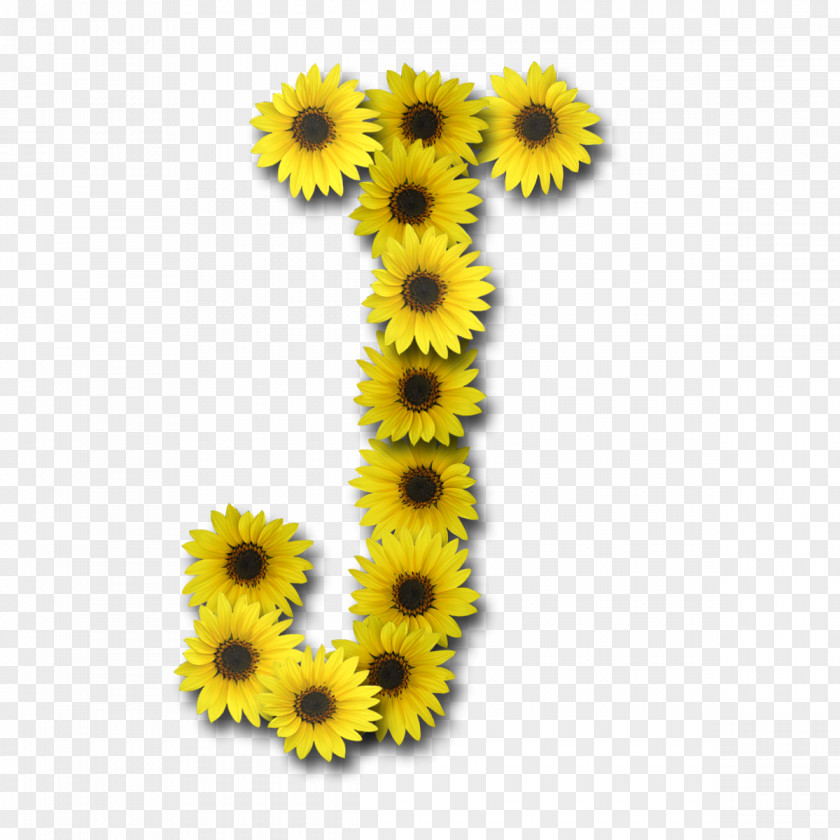 Pary Common Sunflower Letter Alphabet Girasoles J PNG