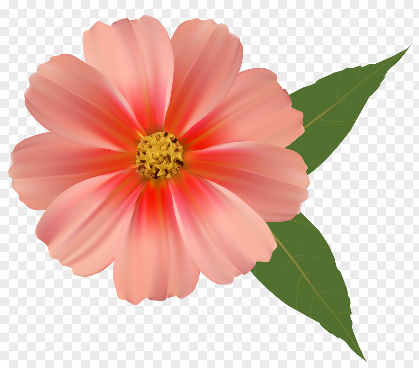 Pink Flower Flowers Rose Clip Art PNG