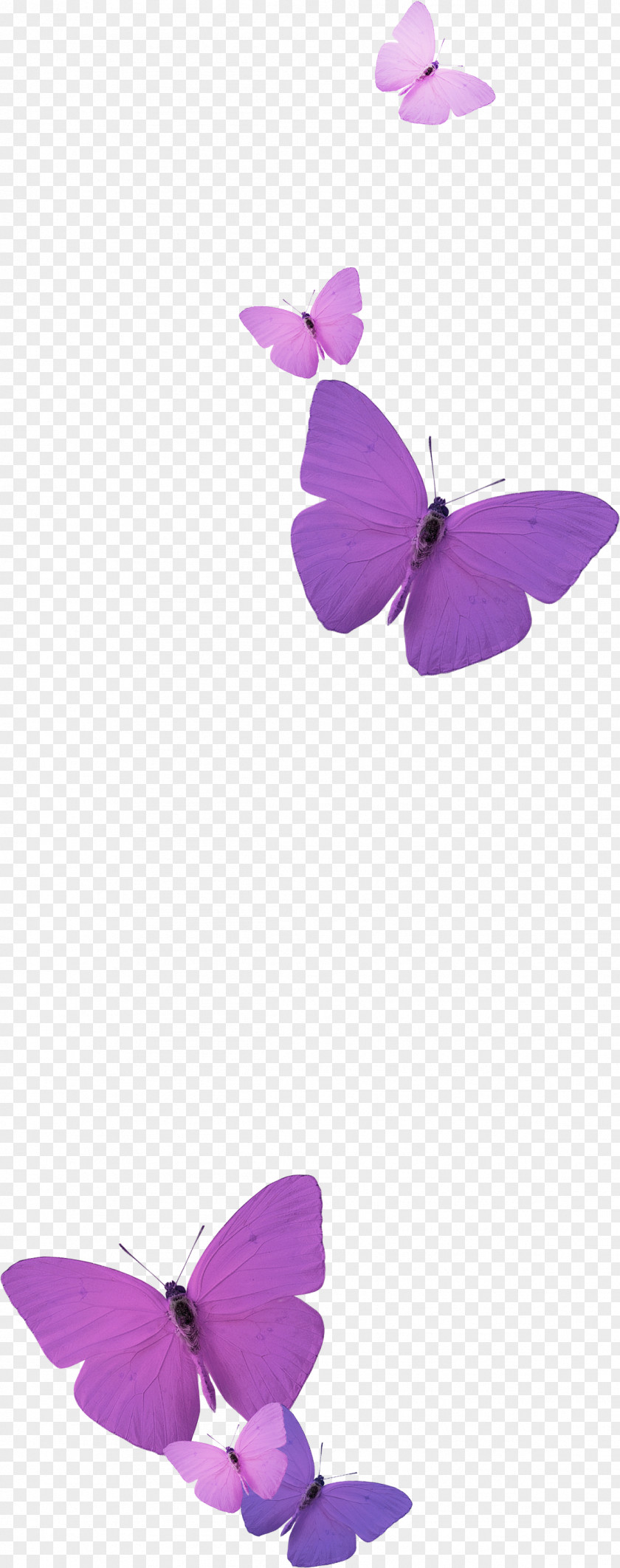 Tous Fashion Idea Butterflies And Moths PNG