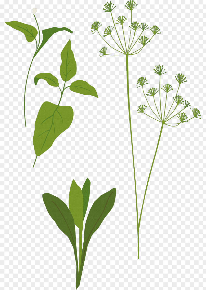 Widen Clip Art Herb Spice Favicon PNG