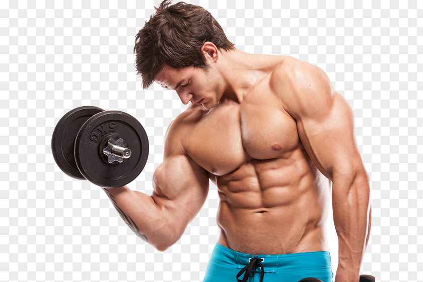 Bodybuilding Exercise Weight Training Muscle Hypertrophy PNG