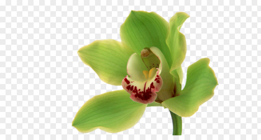 Orchids Flower Bouquet Desktop Wallpaper Green PNG