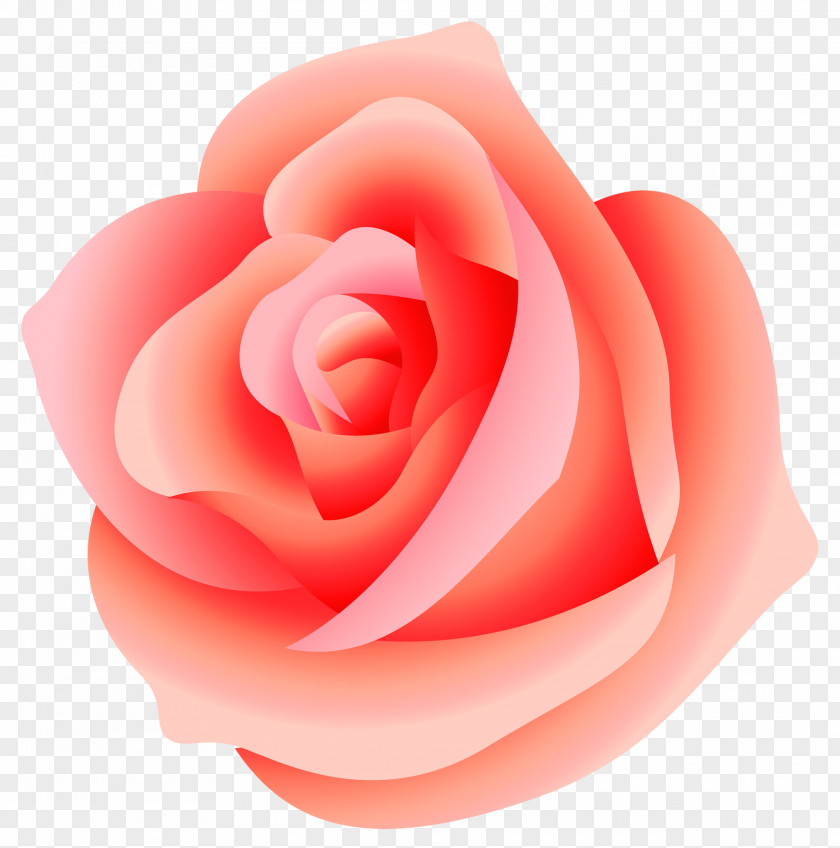Pink Rose Transparent Clip Art PNG