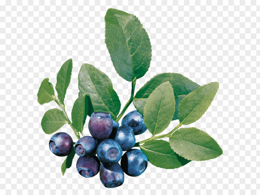 Blueberry Fruit Bilberry European Clip Art PNG