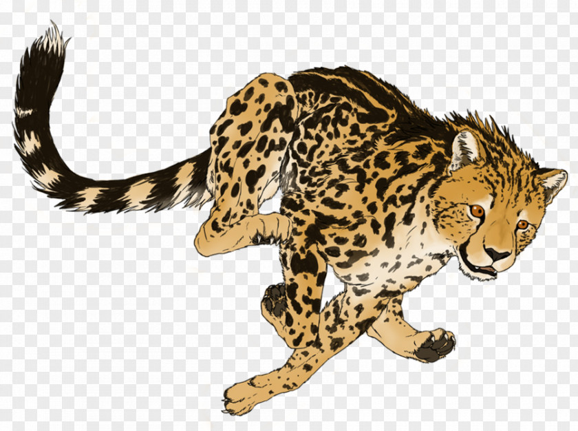 Cheetah Transparent Picture Cat PNG