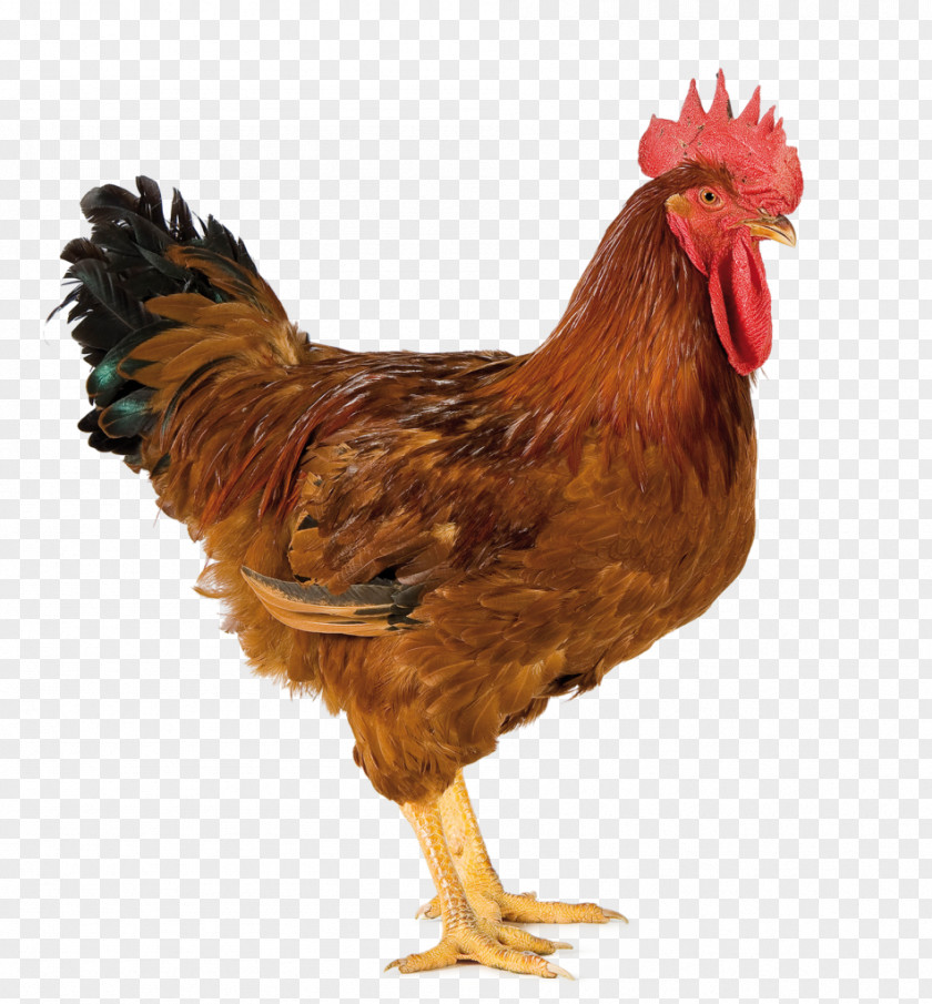 Colore Rosso Australorp Rooster Broiler Poultry Farming Kifaranga PNG
