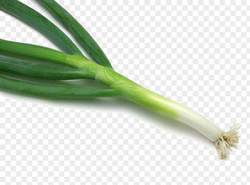 HD Green Onions Chinese Cuisine Shallot Vegetable Fruit Scallion PNG