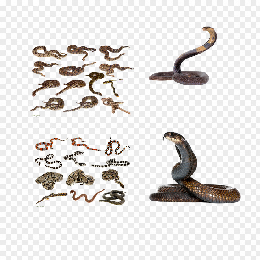 Snakes Collection Snake Reptile Rodent Animal PNG