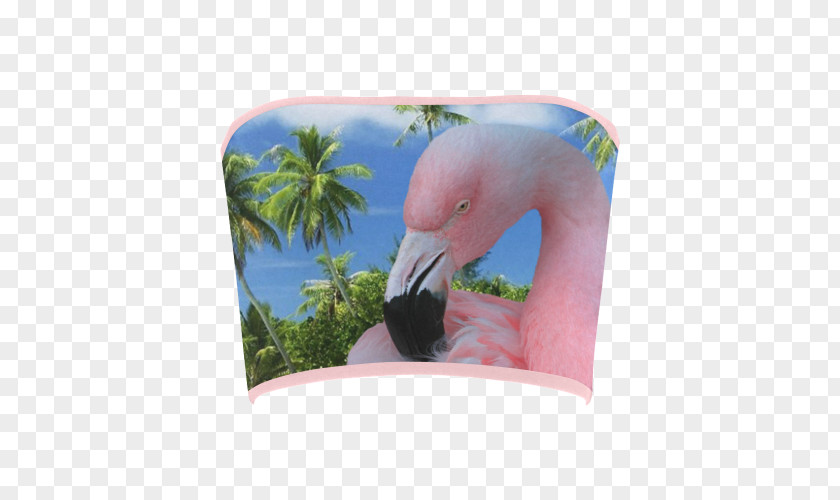 Beach Flamingos Fauna Pink M Beak Sound PNG