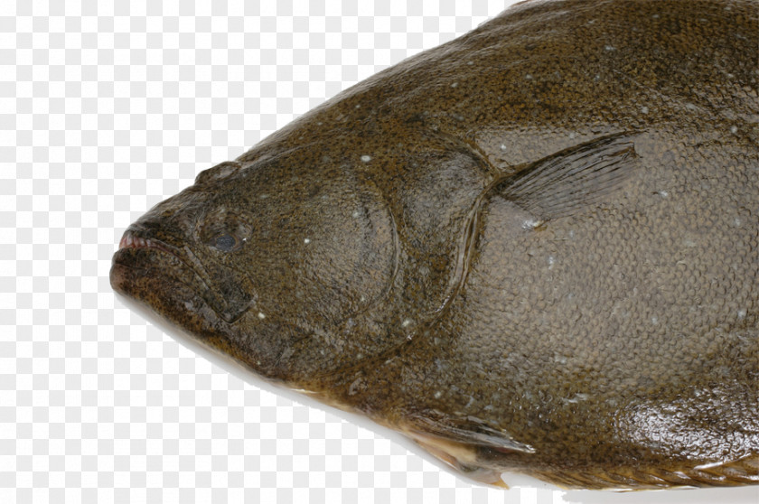 Fish Creative Seafood Sole PNG