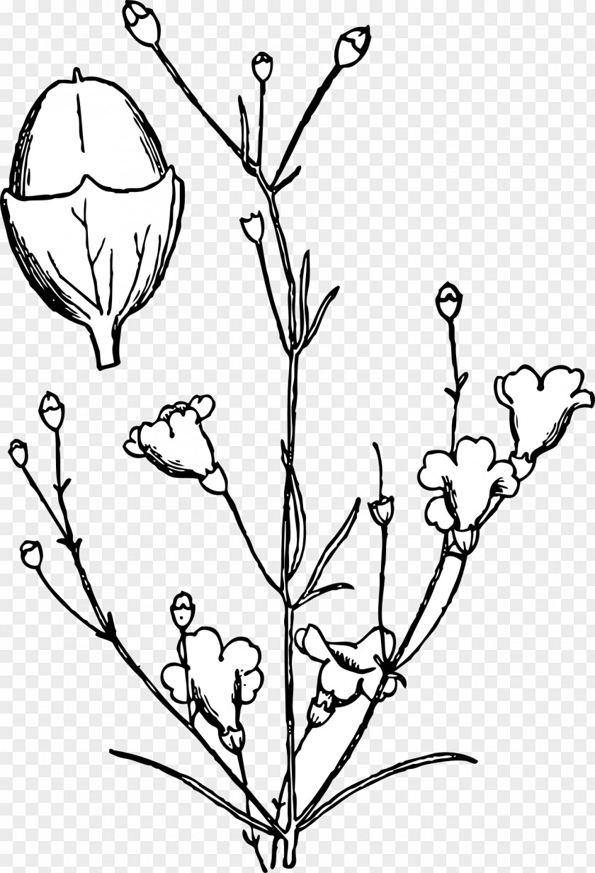 Flowering Shrubs Clip Art Shrub Agalinis Obtusifolia Drawing PNG