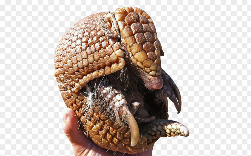 Fuleco Giant Armadillo 2014 FIFA World Cup Brazilian Three-banded PNG