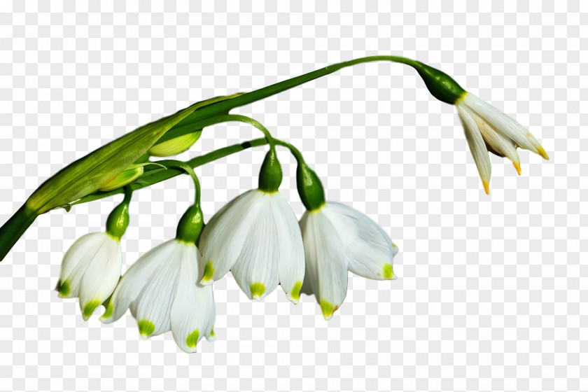 Plant Stem Bud Branch Snowdrop Plants PNG