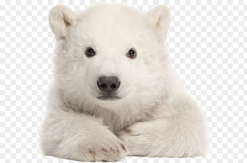 Polar Bear My First Baby Animals Words Let's Get Talking Infant PNG