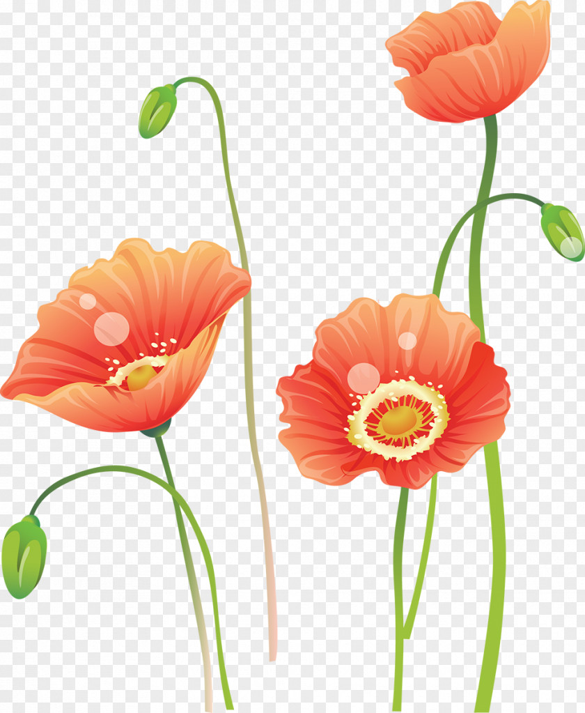Poppy Flower Watercolor Painting PNG