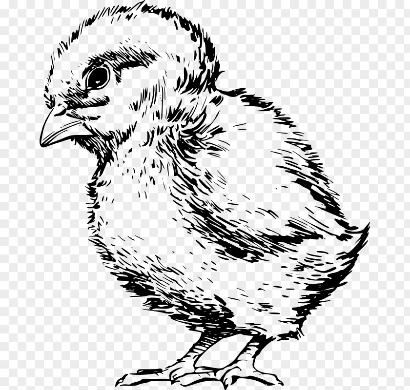 Chicken Kifaranga Infant Poultry Hen PNG
