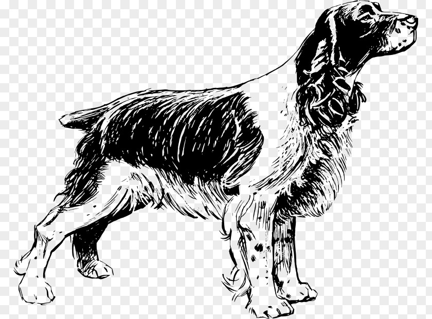 English Springer Spaniel Cocker Welsh PNG