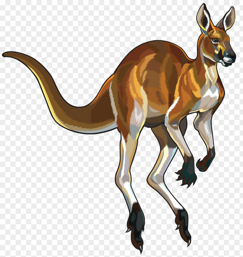 Hand Painted Kangaroo Red Platypus Clip Art PNG