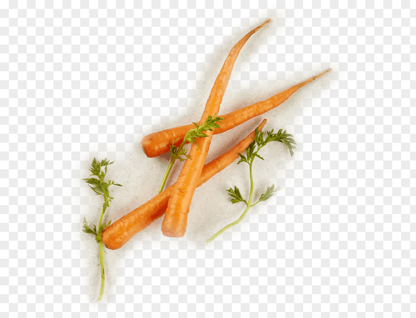 Meng Clipart Baby Carrot Plant Stem PNG
