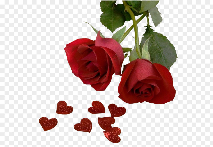 Rose Love Desktop Wallpaper Valentine's Day PNG