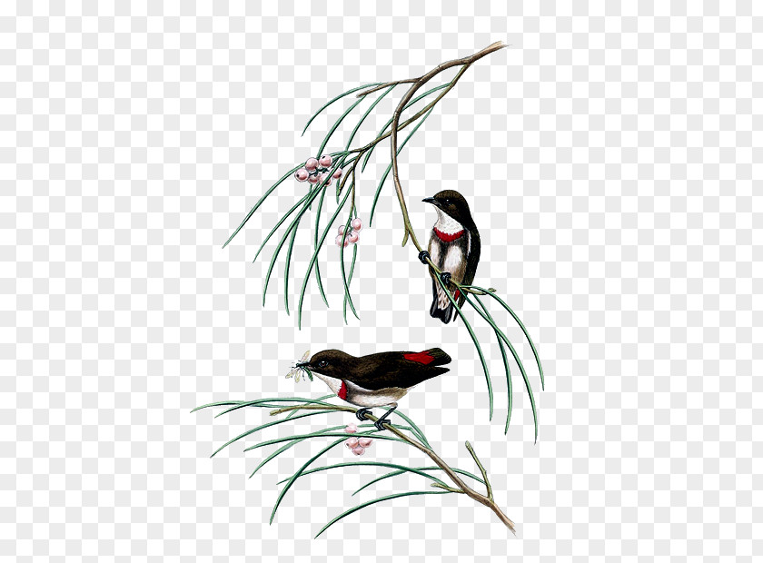 Bird The Birds Of Australia Gongbi Painting PNG