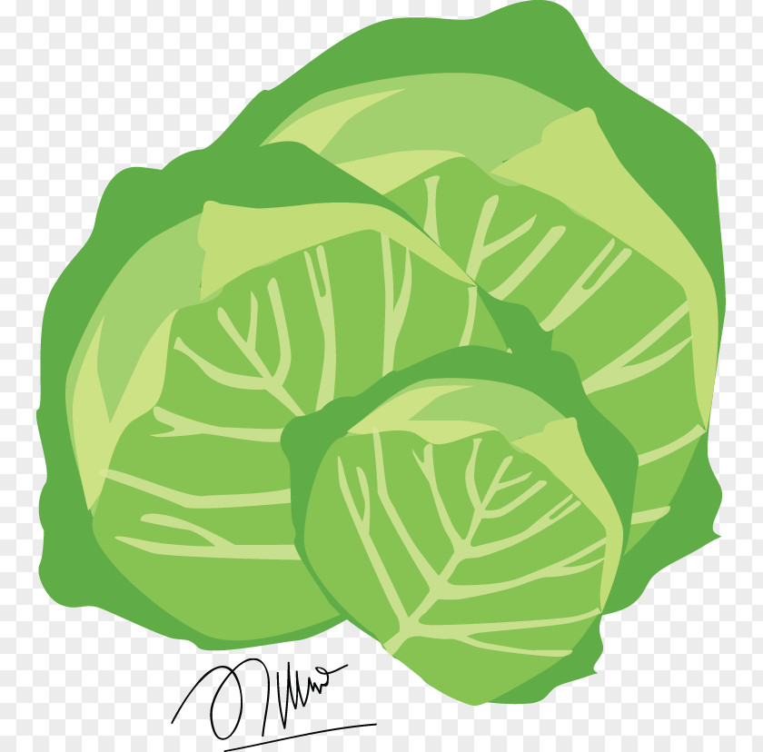 Cabbage Leaf Vegetable Food PNG