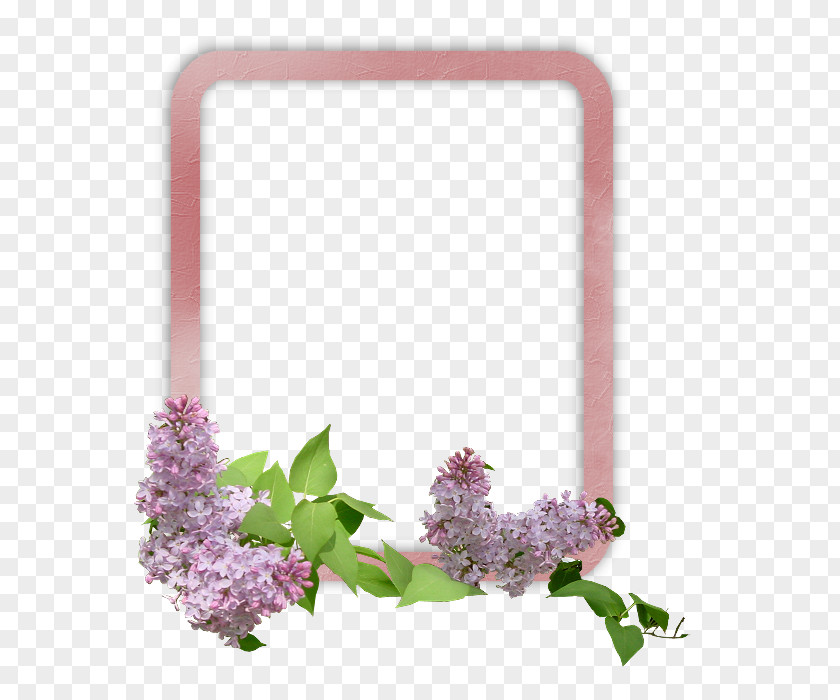 Flower Download PNG