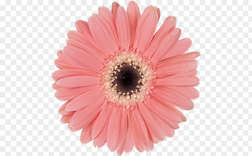 Flower Transvaal Daisy Cut Flowers Common Petal PNG