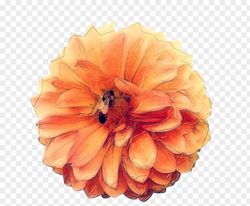 Flowering Plant Dahlia Orange PNG