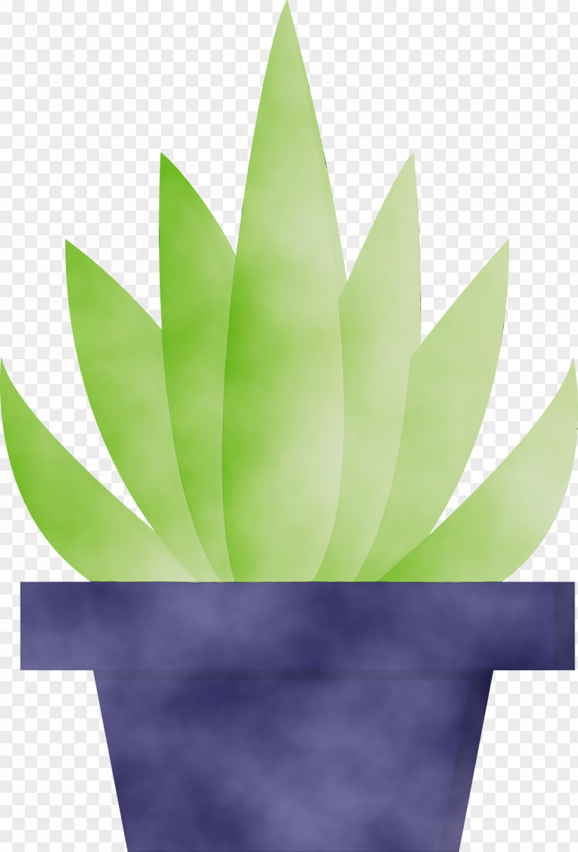 Green Leaf Plant Agave Flower PNG