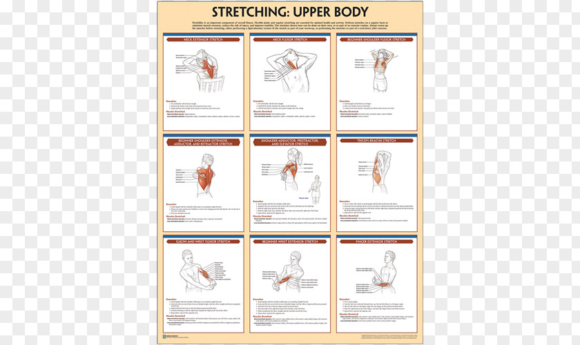 Gym Poster Bodyweight Strength Training Anatomy Exercise Stretching PNG