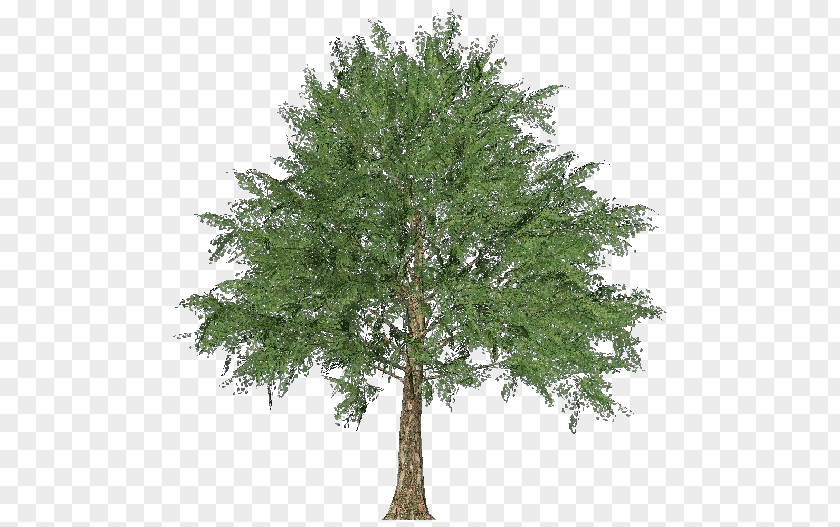 Maple Tree Larch Norway Oak Evergreen PNG
