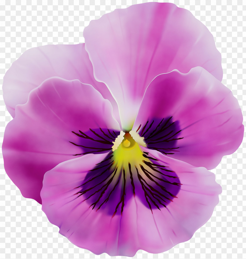 Viola Violet Family Flower Flowering Plant Petal Pansy PNG