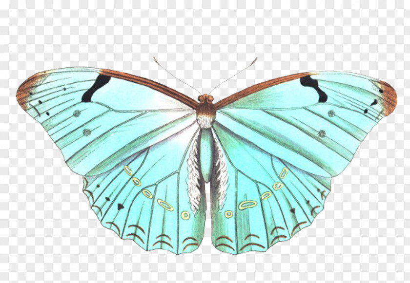 Blue Butterfly Monarch Insect Morpho Polyphemus Animal PNG