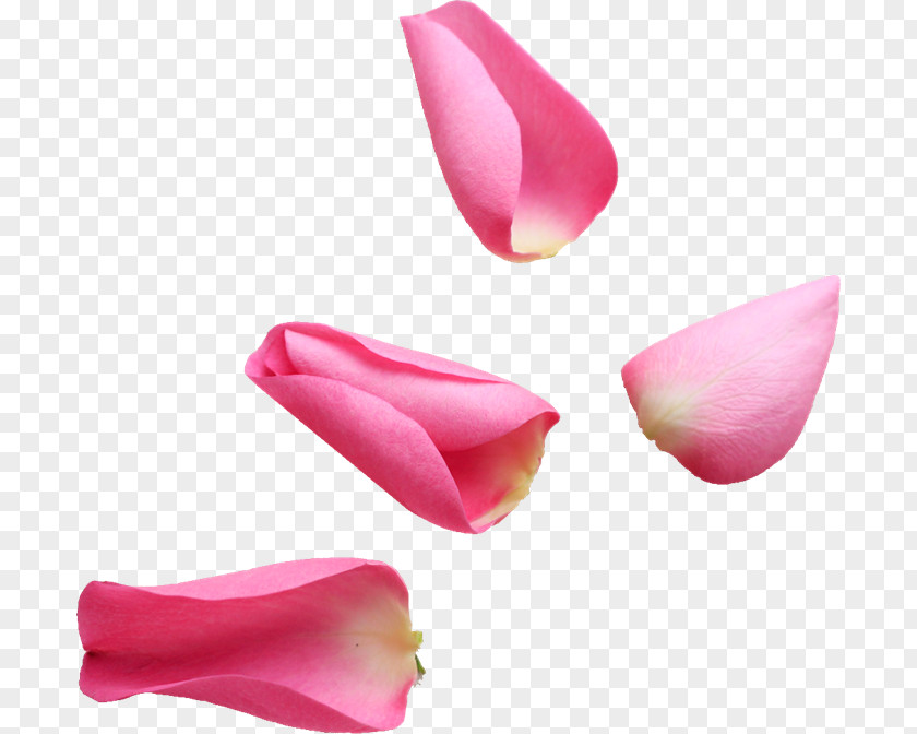 Flower Petal Pink Rose PNG