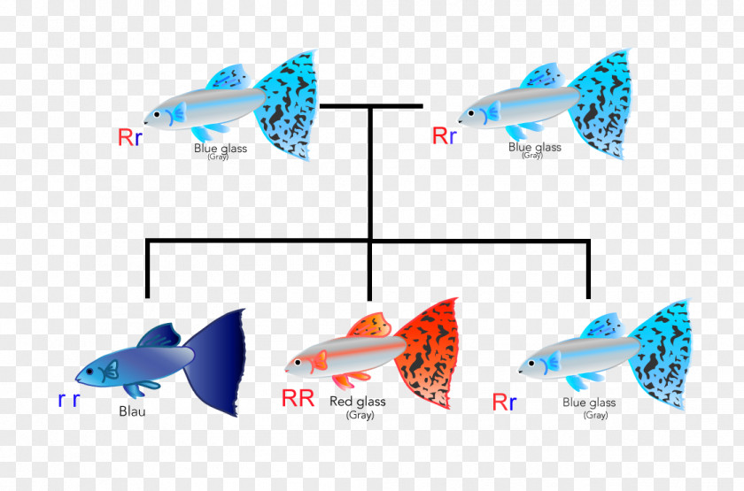 Guppy Fish Heredity Geneticist Breed Fin PNG