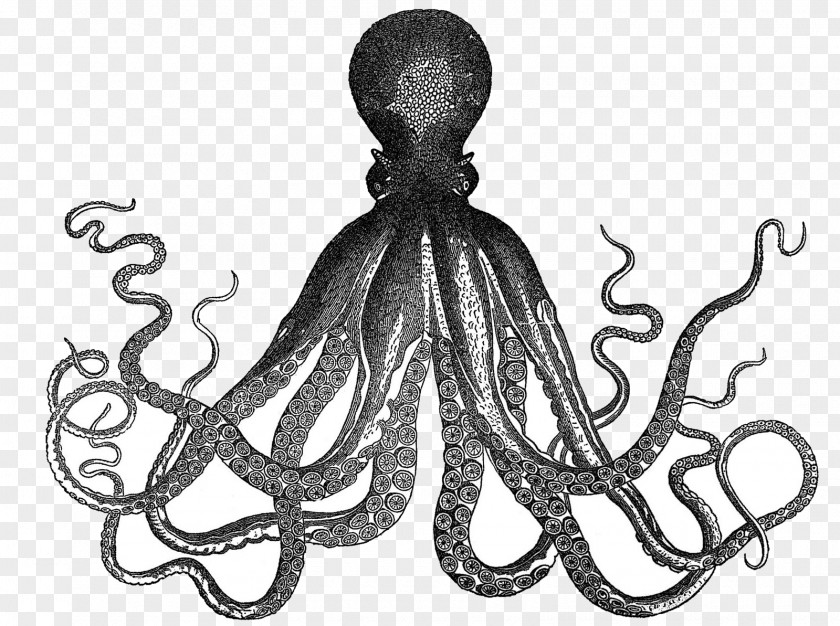Octapus Octopus Kraken Etsy Clip Art PNG