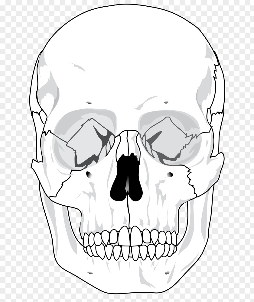 Skull Heads Pictures Human Skeleton Anatomy Bone Diagram PNG