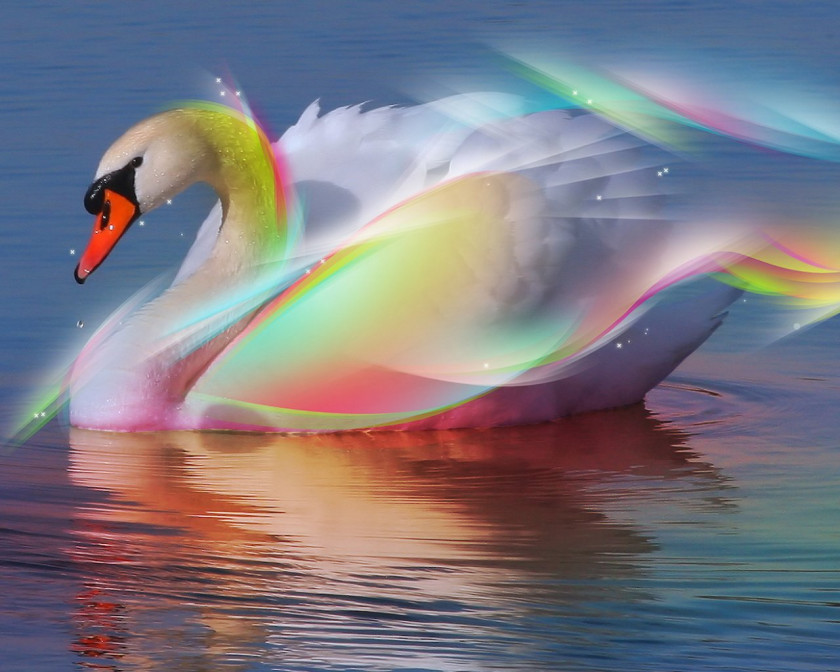 Swan The Wild Swans At Coole Black Bird Light Color PNG