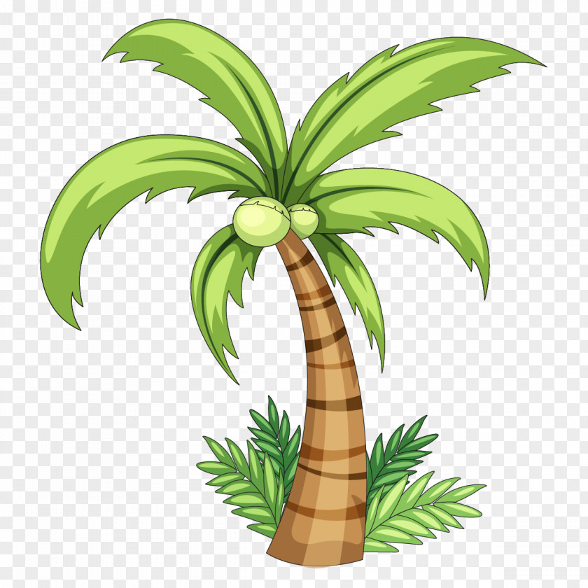 Botanische Palmen Clip Art Coconut Milk Vector Graphics Illustration PNG