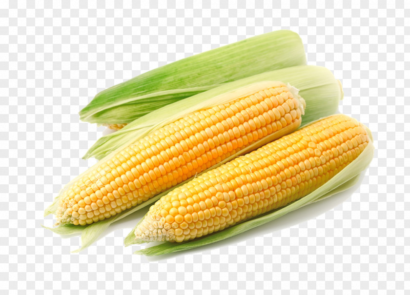 Corn. Maize Cereal Crop Yield Capsicum Cultivar PNG